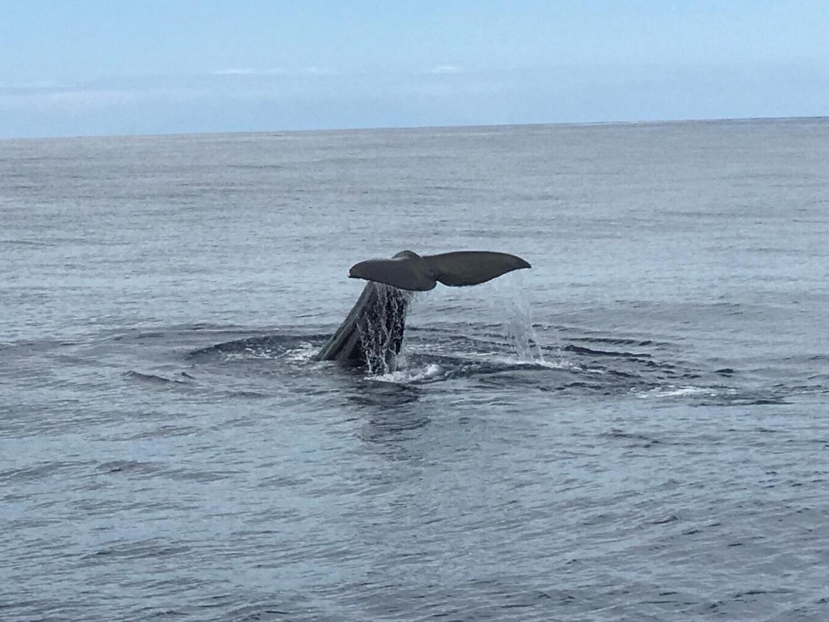 Hrlos Piratas - Ferien Haus La Palma - Good Wlan !! Tijarafe Bagian luar foto